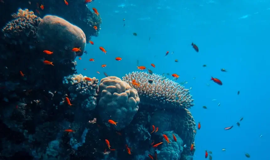 Plastic-Free Diving: Simple Steps You Can Take