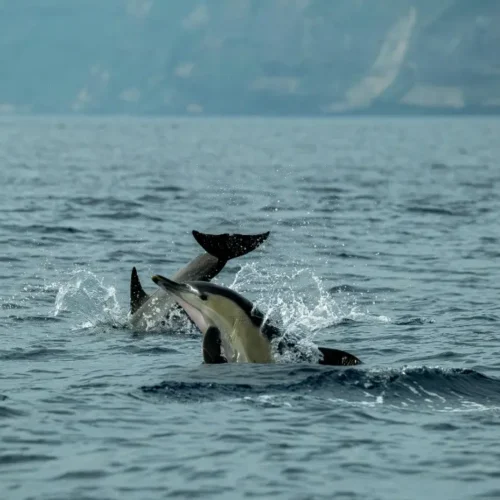 Dolphin Watching Tour Daymaniyat Islands