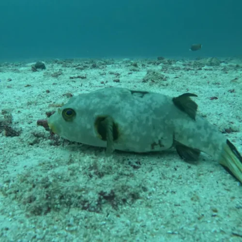 Beginner Scuba Diving at Daymaniyat Islands