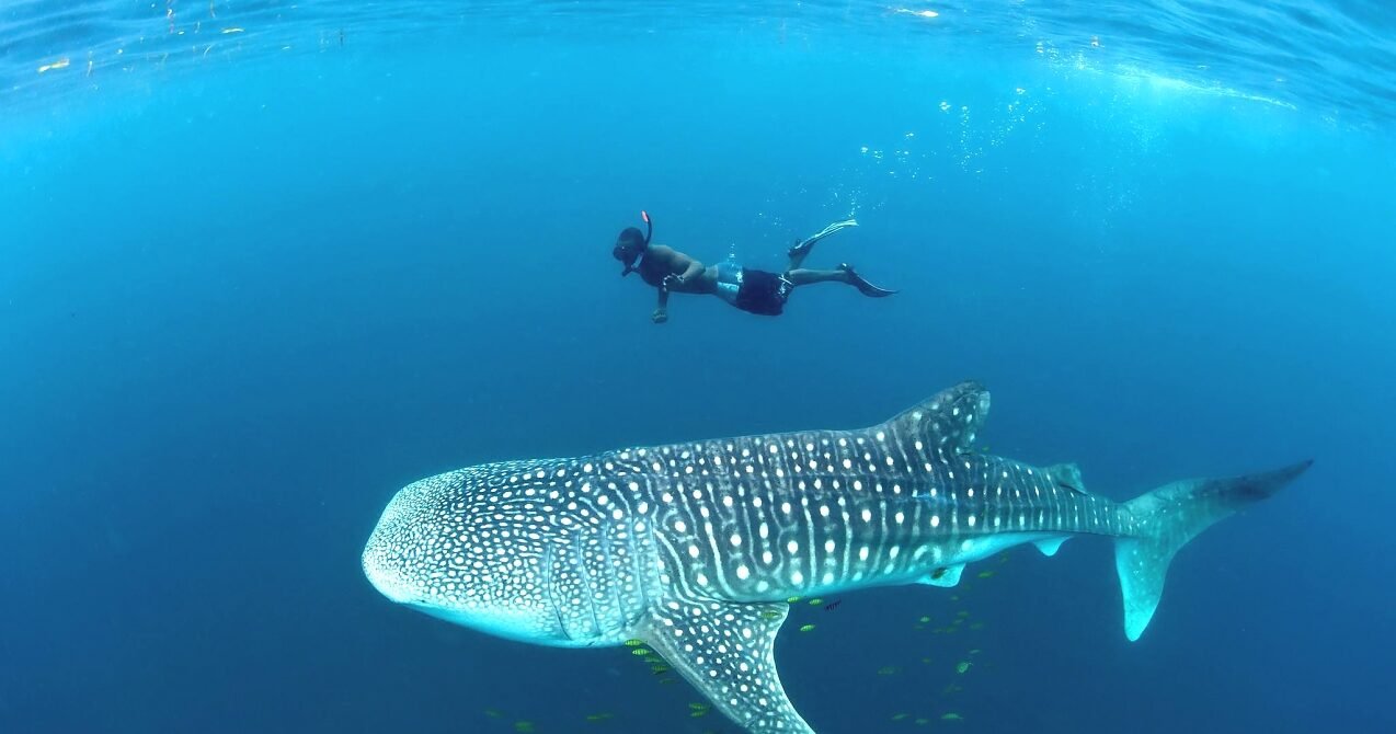 Whale Shark Season at Daymaniyat Islands: When to Go for the Best Chance